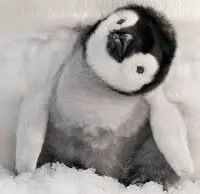 penguineateateat