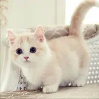 catkk18411