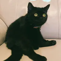 kkwaiki