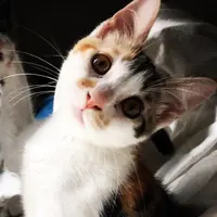 ivyummy 