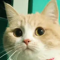 芒果负软糖