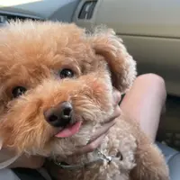 抹茶愛好者