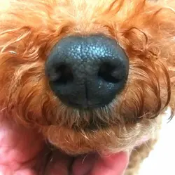金玉媽
