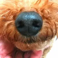 金玉媽