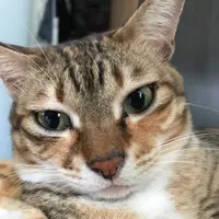 chanszekiu