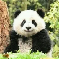 CynthiaZhang5538