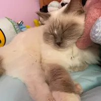  Big Boss Cat