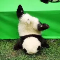 patpatpanda