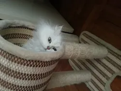 gilgilkat
