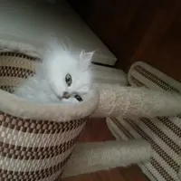 gilgilkat