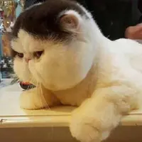 alittlefat