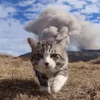 貓姐姐