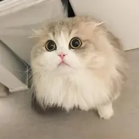 小蘑菇.v.