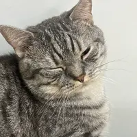 林寳汶