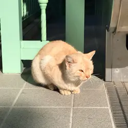 nonstop-eating
