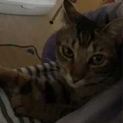 CCCCpet