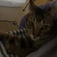 CCCCpet