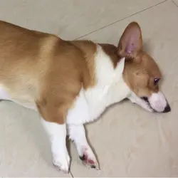 呀咩～～