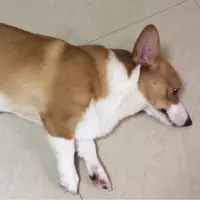 呀咩～～