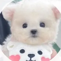 nanakomatsufan