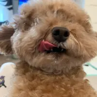 yanyee_216_pooh