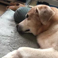 Small Potato Eat