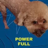 小叫