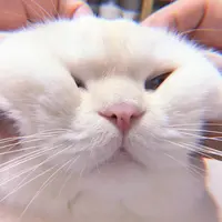 zhulexi