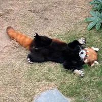 foods.dog
