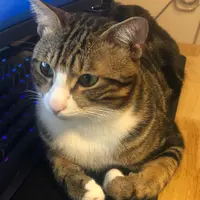 _Gus_Gus