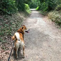 chungwt11