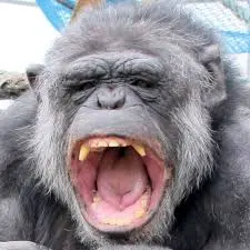 Ape ape ape