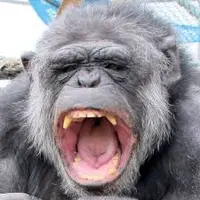 Ape ape ape