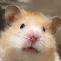 Chocoso