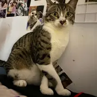Myrasiuu
