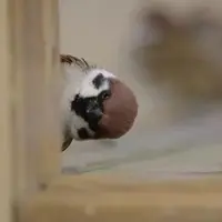 littleheiiiii