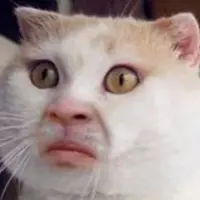 我是貓貓