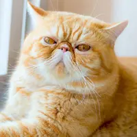Catku