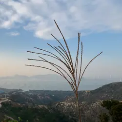 水面上的小草