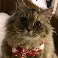 littleqqi