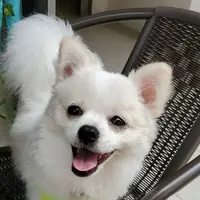 snowpo