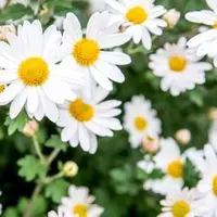 fresh.as.a.daisy