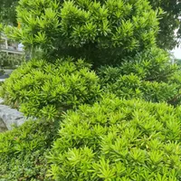 袁偉明