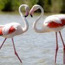Wild Flamingo