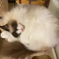 momojelly