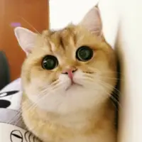 心意貓