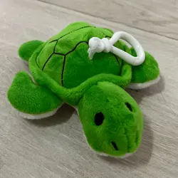 baby tortoise