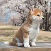 加辣脾係到