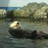 Otterterter