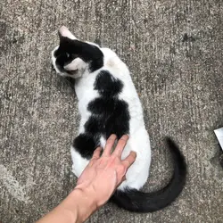 比較直率foodie